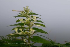 Ceropegia sahyadrica